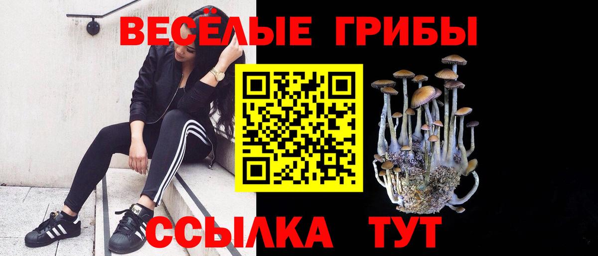 Галлюциногенные грибы Psilocybine cubensis Кемерово